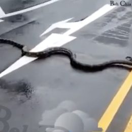 Video Shows Giant Python Snapping and Hissing at Motorists on Major Roadway, Frightening Onlookers