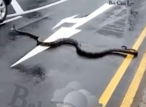 Video Shows Giant Python Snapping and Hissing at Motorists on Major Roadway, Frightening Onlookers