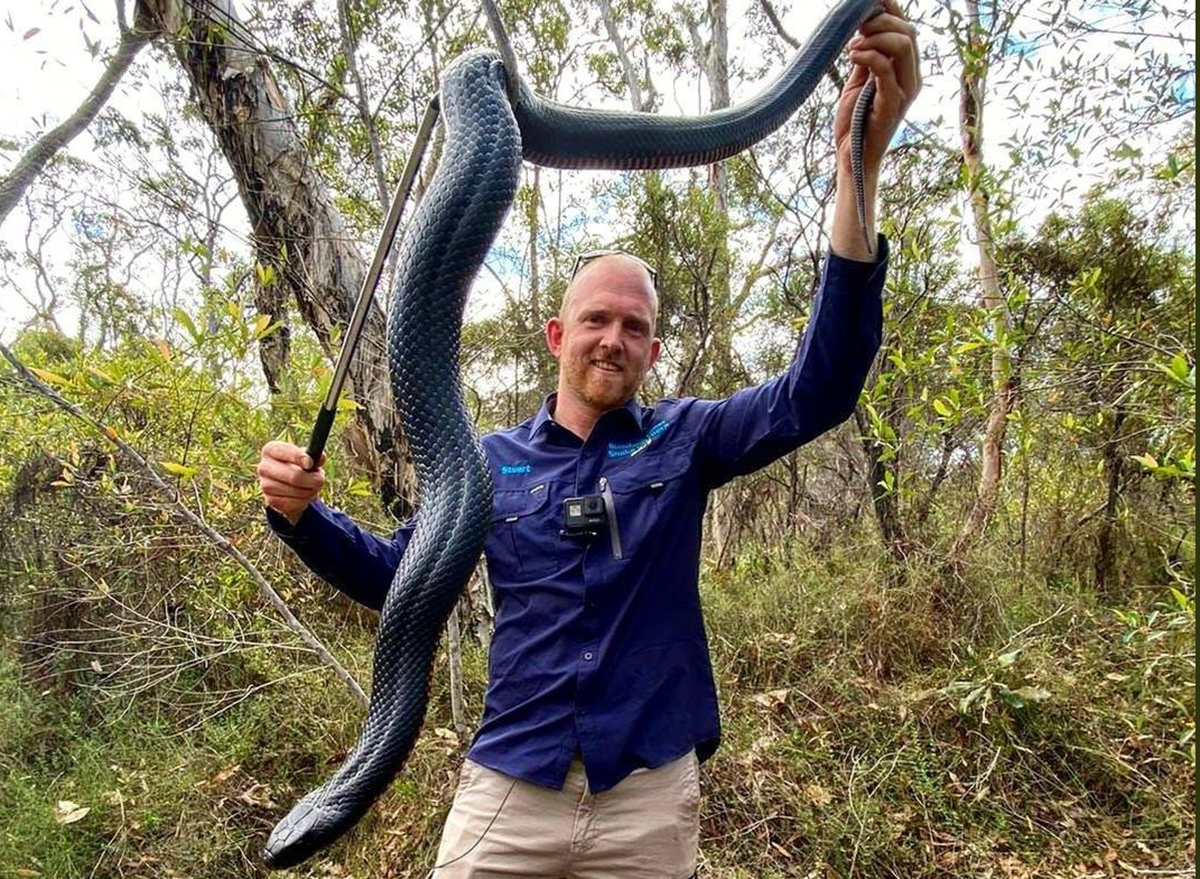 Giant Python in School Window Removed by Snake Catcher