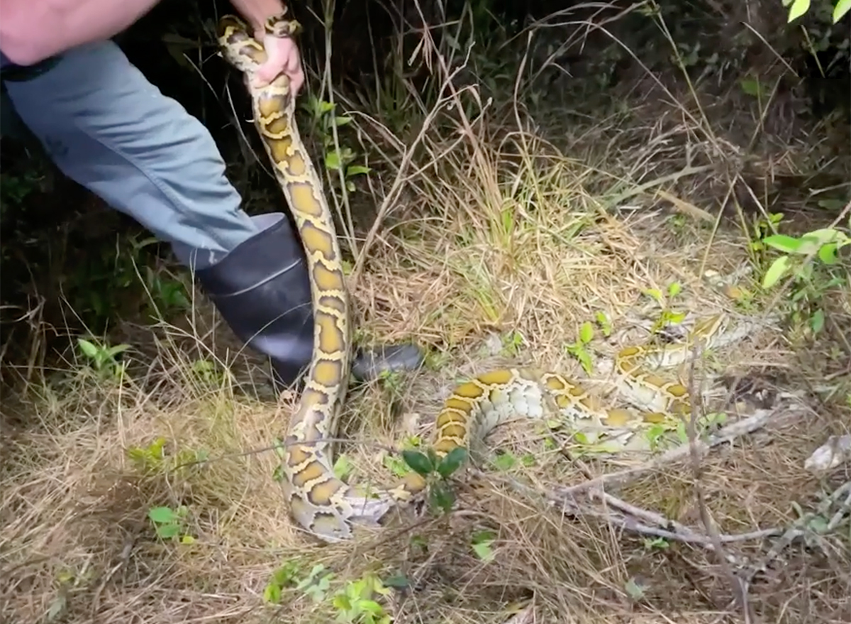 Video Shows Giant Python Grabbing Man After Man Grabs Python