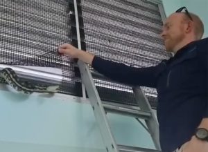 Video Shows Giant Python in Elementary School, Removed by Snake Catcher