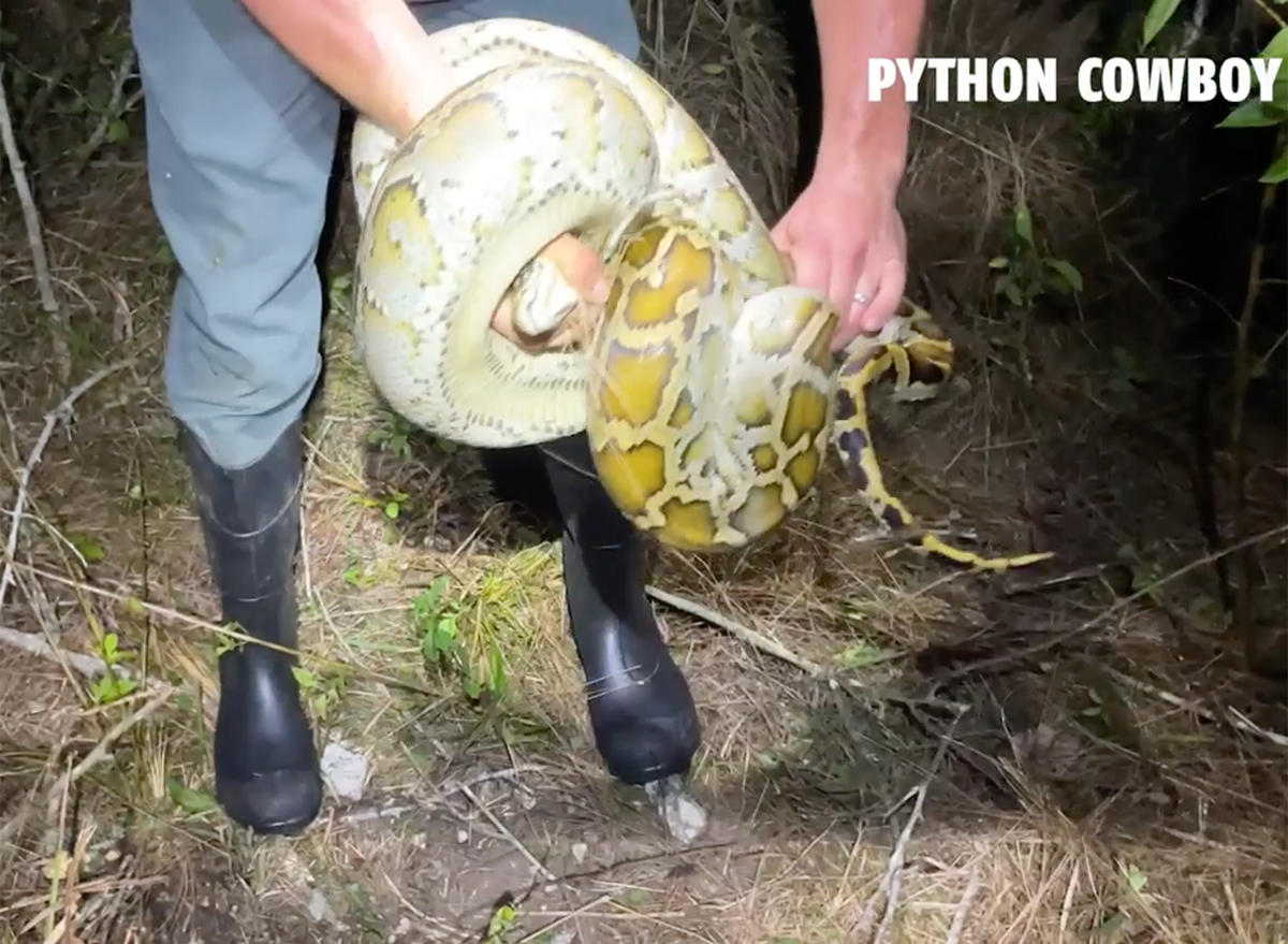 Video Shows Giant Python Grabbing Man After Man Grabs Python