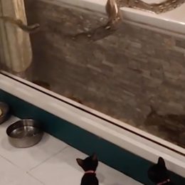 Video Shows 12-Foot Python Slithering in Bathroom Toward Pet Kittens, After Entering Through Toilet
