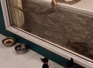 Video Shows 12-Foot Python Slithering in Bathroom Toward Pet Kittens, After Entering Through Toilet