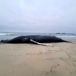 California’s Best-Known Whale Dies From Ship Strike. “Killed Literally as Road Kill”