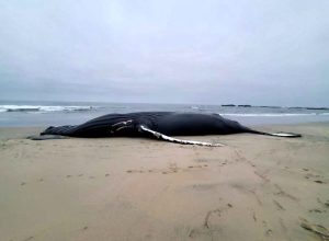 California’s Best-Known Whale Dies From Ship Strike. “Killed Literally as Road Kill”
