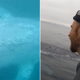 Stunning Video Shows Giant Blue Whale Racing Alongside Paddleboarder