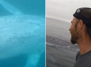 Stunning Video Shows Giant Blue Whale Racing Alongside Paddleboarder