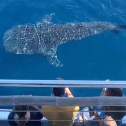 “Once in a Lifetime” Whale Shark Sighting Just Happened Off the Coast of San Diego. Here’s What it Looked Like.