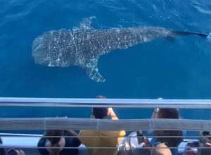 “Once in a Lifetime” Whale Shark Sighting Just Happened Off the Coast of San Diego. Here’s What it Looked Like.