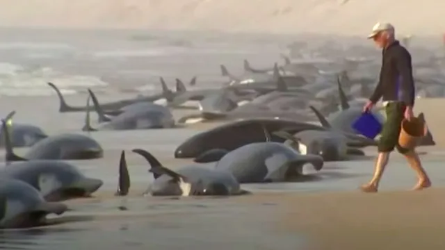 Hundreds of whales dead in mass stranding – DW – 02/10/2017