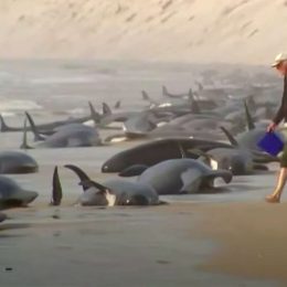 Video Shows Over 200 Whales Mysteriously Washing up on Beach in Two Days