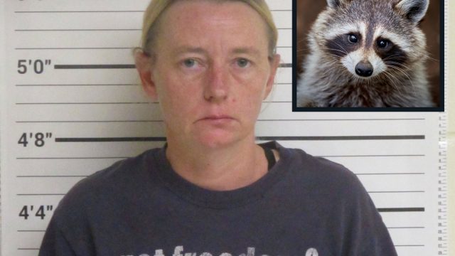 Woman arrested raccoon cover