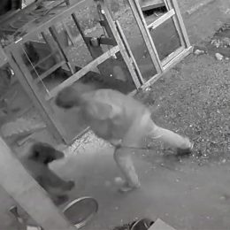 Video Shows Hero Man Slapping Bear in Face to Protect His Family