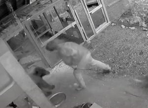 Video Shows Hero Man Slapping Bear in Face to Protect His Family