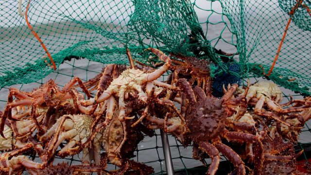 Landscape picture of a crab pot full of king crabs, captured in Kirkenes, North Norway.