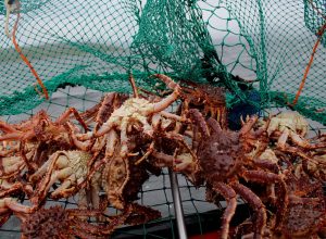 Landscape picture of a crab pot full of king crabs, captured in Kirkenes, North Norway.