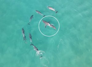 Video Shows Angry Dolphins Chasing a Great White Shark From Popular Beach