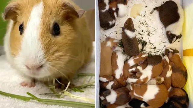 Guinea pig main