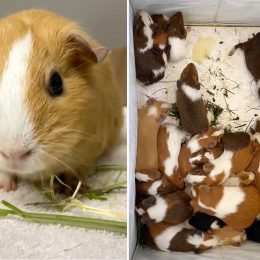 Video Shows Shocking “Guinea Pig Crisis” Soaring in NYC as People Give Them Up