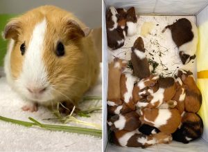 Video Shows Shocking “Guinea Pig Crisis” Soaring in NYC as People Give Them Up