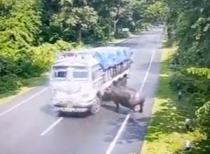 Video Shows Rhino Charging Into a Speeding Truck on a Highway