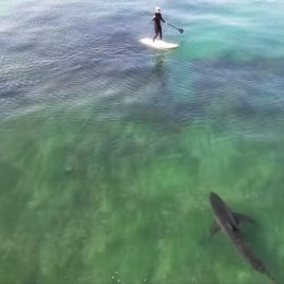 Video Shows Massive Shark Encircling Two Paddle Boarders and Dividing Them in Preparation of Attack