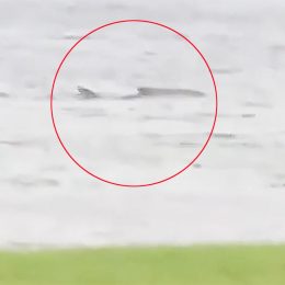 Shark Swimming in Streets After Hurricane Ian Raises Questions. “It Was Terrifying!”