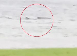 Shark Swimming in Streets After Hurricane Ian Raises Questions. “It Was Terrifying!”
