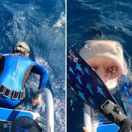 Video Shows Diver Narrowly Dodging Tiger Shark Just as She’s About to Enter the Water Off the Coast