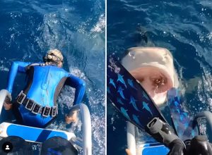 Video Shows Diver Narrowly Dodging Tiger Shark Just as She’s About to Enter the Water Off the Coast