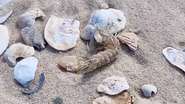 Shrimp 1