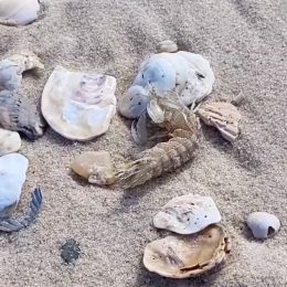 Video Shows Aggressive “Thumb Splitters” Mantis Shrimp Wash Ashore on U.S. Beaches After Storm
