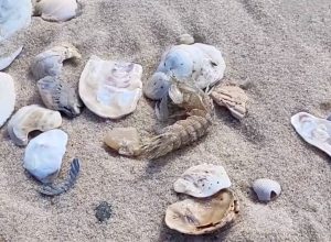 Video Shows Aggressive “Thumb Splitters” Mantis Shrimp Wash Ashore on U.S. Beaches After Storm