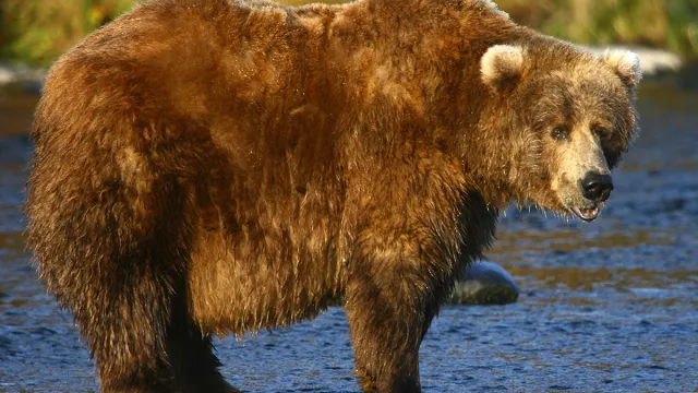 Old,Kodiak,Brown,Bear,Looking,For,Salmon,In,The,River