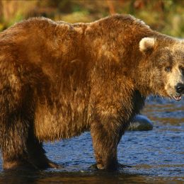 Video Shows Fat Bear Week’s Contenders. Which Bear Has Your Vote?