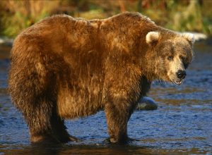 Video Shows Fat Bear Week’s Contenders. Which Bear Has Your Vote?
