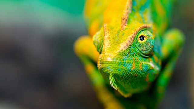 Chameleon,Close,Up.,Multicolor,Beautiful,Chameleon,Closeup,Reptile,With,Colorful