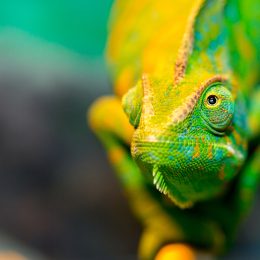 We Have Wiped Out 70% of Animal Populations