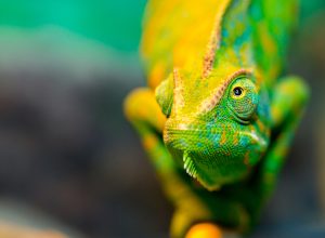 We Have Wiped Out 70% of Animal Populations