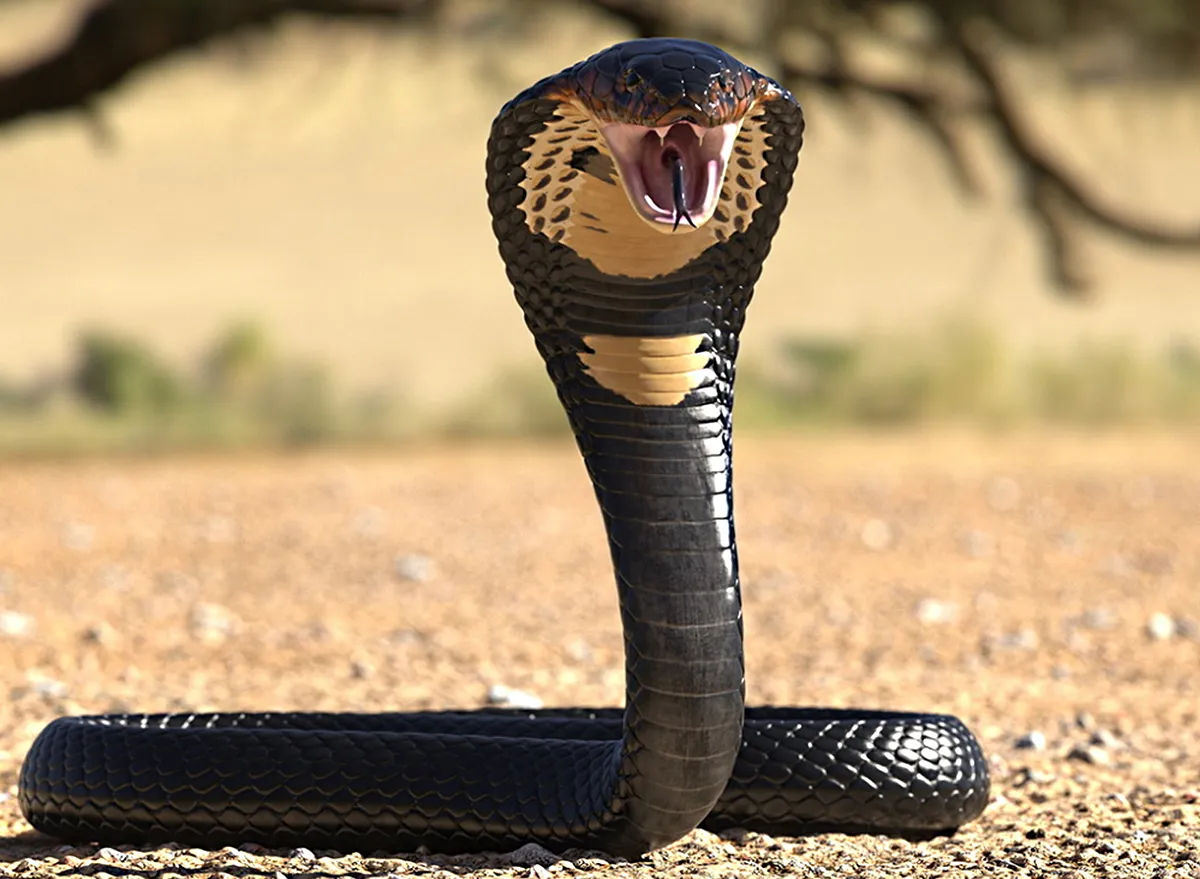 King cobra  Smithsonian's National Zoo and Conservation Biology Institute