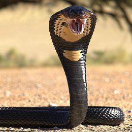 Zoo Closed After “Houdini” King Cobra Stages Escapes From Terrarium