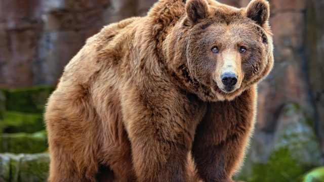 Picture,Of,A,Big,Brown,Bear
