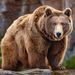 60-Year-Olds Punch Bears in Face to Save Their Dogs