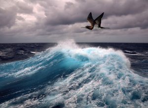 The Real Reason Seabirds Survive Typhoons by Flying Into Them