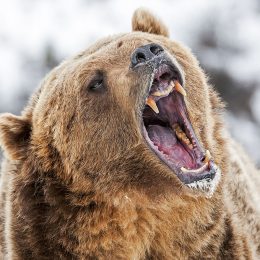 Son Punches Bear in Head to Save Father’s Life