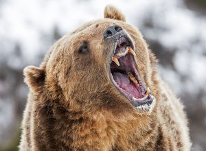 Son Punches Bear in Head to Save Father’s Life