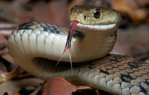 A close up of a snake with its tongue out