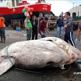 Video Shows the Heaviest Bony Fish Ever Discovered.”The Size of a Hippopotamus.”