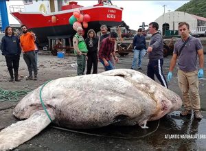 Video Shows the Heaviest Bony Fish Ever Discovered.”The Size of a Hippopotamus.”